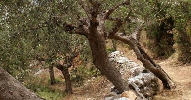 Συνεργασία Τατούλη – Αραχωβίτη για τις συνέπειες μείωσης της ελαιοπαραγωγής Συνεργασία Τατούλη – Αραχωβίτη για τις συνέπειες μείωσης της ελαιοπαραγωγής