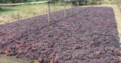 Κορινθιακής Σταφίδας