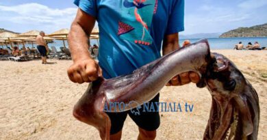 Καλαμάρι γίγας στην παραλία της Καραθώνας Ναυπλίου