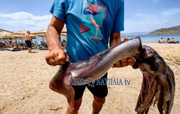 Καλαμάρι γίγας στην παραλία της Καραθώνας Ναυπλίου