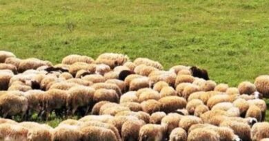 Ενημέρωση Κτηνοτρόφων