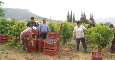 Ομάδων Παραγωγών