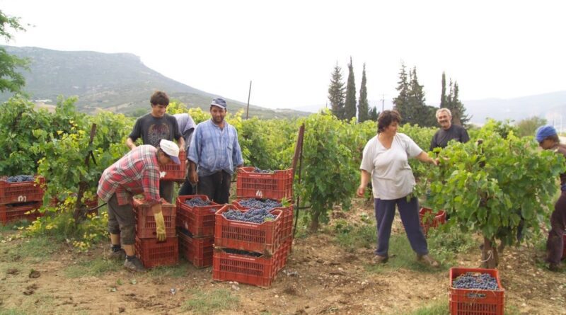 Ομάδων Παραγωγών