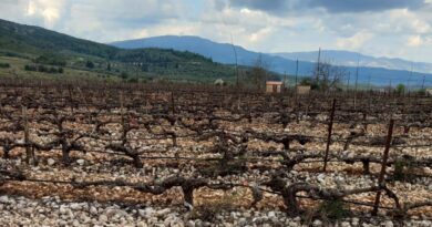 Νεμέα: Πωλείται καλλιεργήσιμο αγροτεμάχιο 18000 τ.μ. με αμπέλι αγιωργίτικο