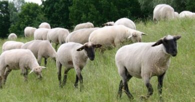 Ξεκίνησε η καταβολή αποζημιώσεων για πανώλη και ευλογιά