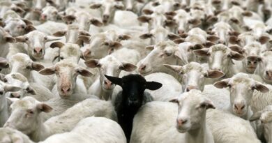 Κτηνοτρόφοι: Ήρθε η ώρα να βγούμε στον δρόμο!