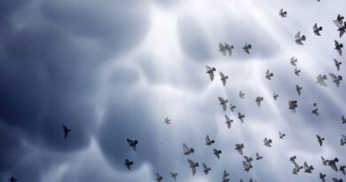 Μην πιστέψεις ότι μπορείς να κατευθύνεις την πορεία της αγάπης, γιατί η αγάπη κατευθύνει την πορεία σου