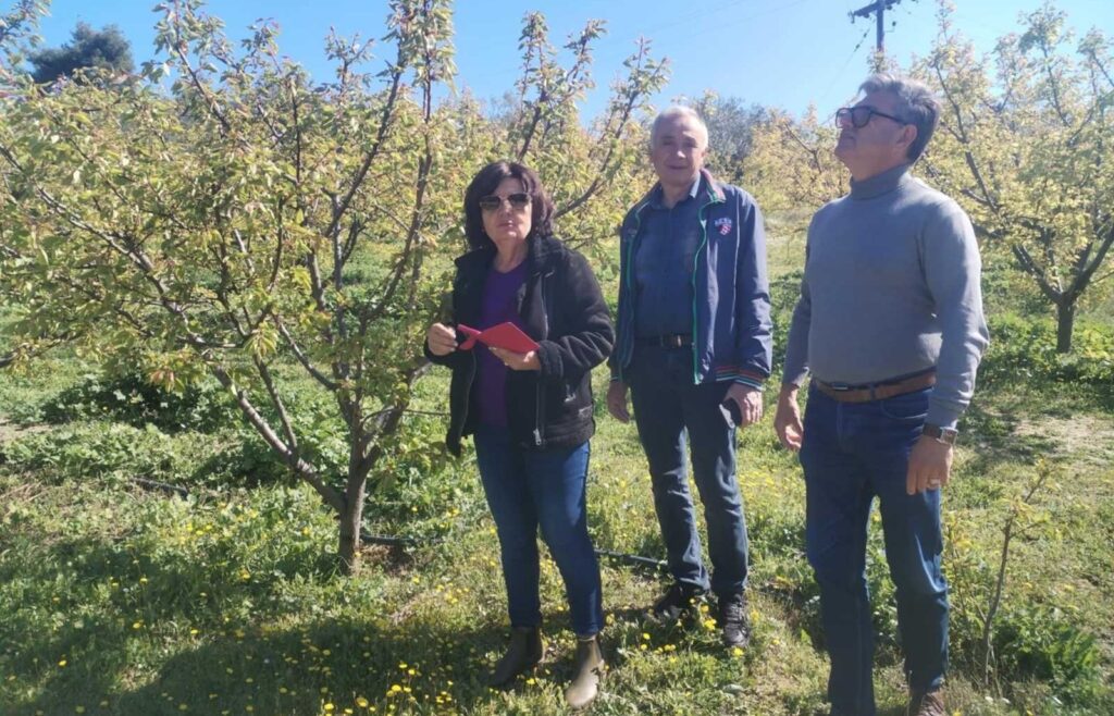 Σημαντική ανακοίνωση προς τους παραγωγούς της Κλένιας για τις ζημιές από παγετό