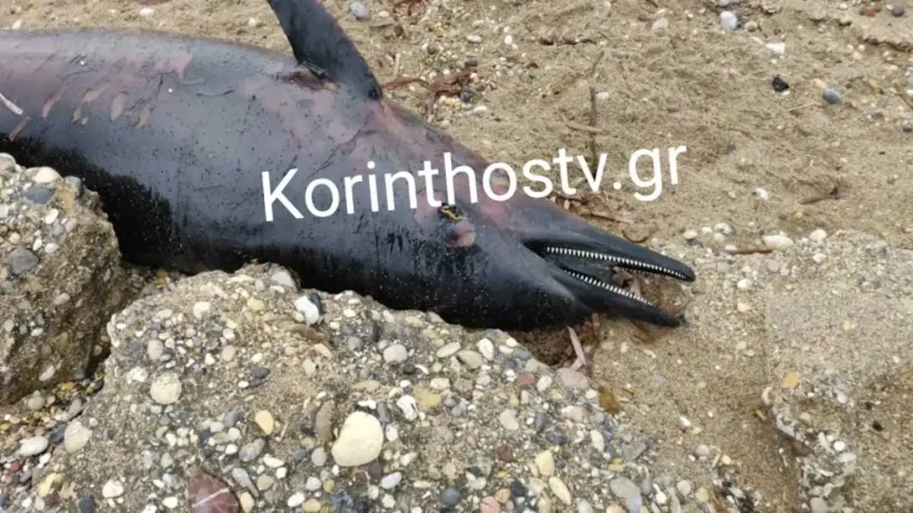 Κόρινθος: Νεκρό δελφίνι στην παραλία Βουναλάκια