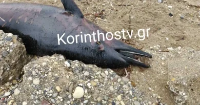 Κόρινθος: Νεκρό δελφίνι στην παραλία Βουναλάκια
