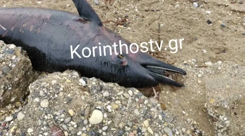 Κόρινθος: Νεκρό δελφίνι στην παραλία Βουναλάκια