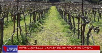 Ο παγετός ισοπέδωσε τις καλλιέργειες των αγροτών της Κορινθίας