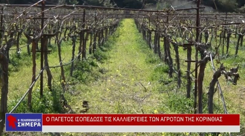 Ο παγετός ισοπέδωσε τις καλλιέργειες των αγροτών της Κορινθίας
