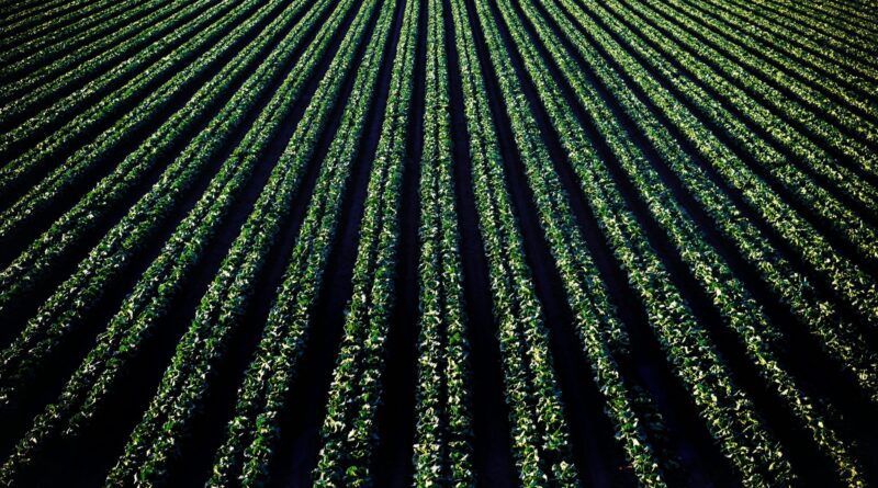 Ζιζανιοκτόνα με ασφάλεια