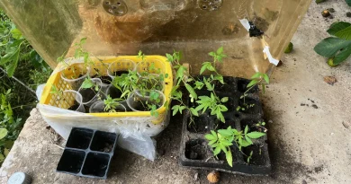 Συνελήφθη άνδρας για καλλιέργεια φυτών κάνναβης στην Ηλεία