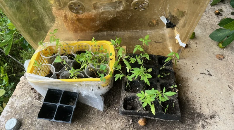 Συνελήφθη άνδρας για καλλιέργεια φυτών κάνναβης στην Ηλεία