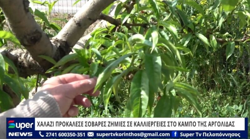 Χαλάζι προκάλεσε σοβαρές ζημιές σε καλλιέργειες στον κάμπο της Αργολίδας