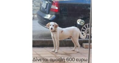 Νεμέα: Χάθηκε σκύλος – Δίνεται αμοιβή 600 ευρώ