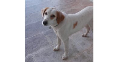 Α.Γ Καλλής: Ο Άρης απ' την Νεμέα, το σκυλάκι του καλού μας φίλου Βαγγέλη πού χάθηκε ξαφνικά