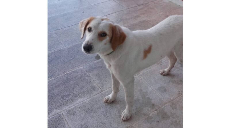 Α.Γ Καλλής: Ο Άρης απ' την Νεμέα, το σκυλάκι του καλού μας φίλου Βαγγέλη πού χάθηκε ξαφνικά