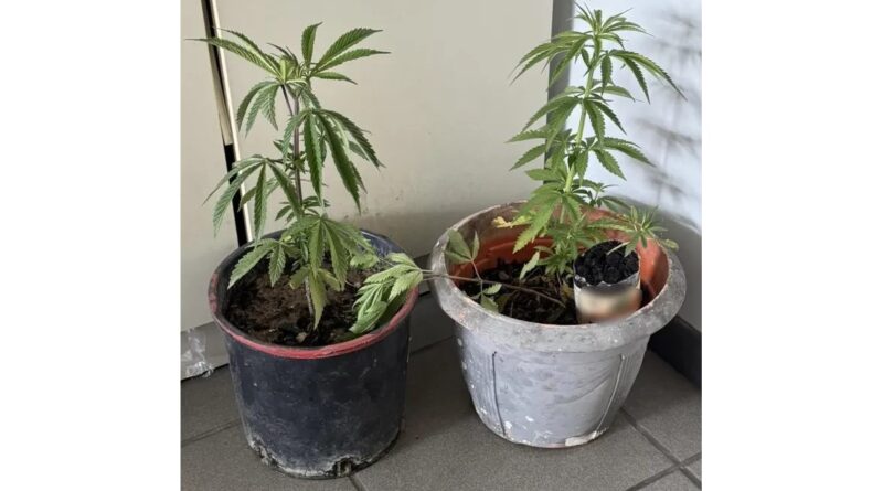 Συνελήφθησαν 20 άτομα σε αστυνομικές επιχειρήσεις στην Αργολίδα, Αρκαδία και Κορινθία