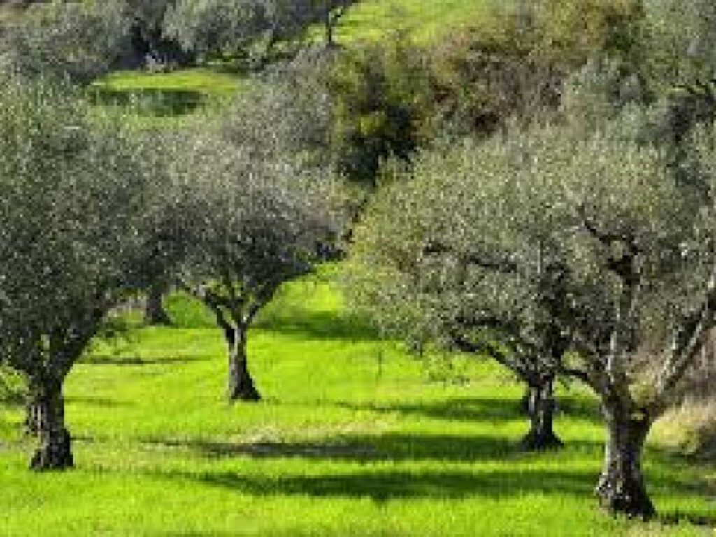 Υπεγράφη η σύμβαση για τον δολωματικό ψεκασμό ελαιόδεντρων στην Π.Ε. Κορινθίας