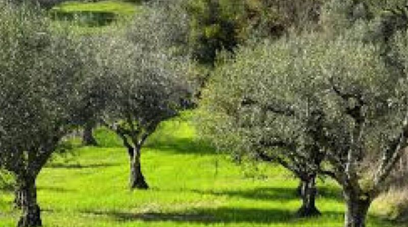 Υπεγράφη η σύμβαση για τον δολωματικό ψεκασμό ελαιόδεντρων στην Π.Ε. Κορινθίας