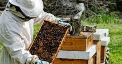 ηλεκτρονικές αιτήσεις για το πρόγραμμα για την προστασία των μελισσοσμηνών