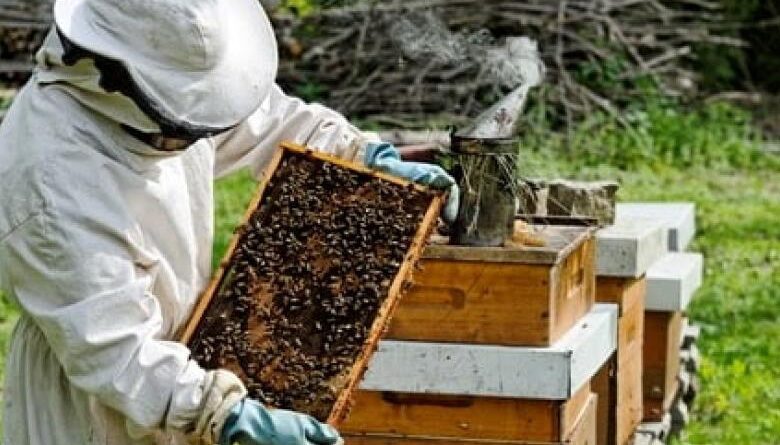 ηλεκτρονικές αιτήσεις για το πρόγραμμα για την προστασία των μελισσοσμηνών