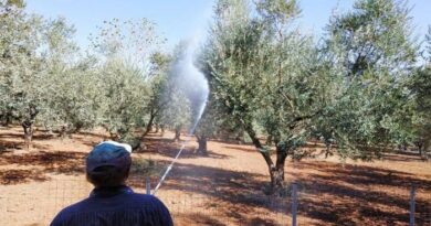 Ερώτηση ΚΚΕ: Καθυστέρηση του προγράμματος της δακοκτονίας στην Πελοπόννησο