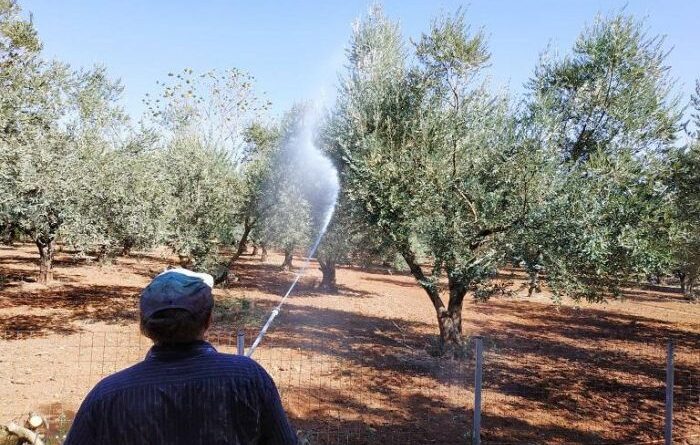 Ερώτηση ΚΚΕ: Καθυστέρηση του προγράμματος της δακοκτονίας στην Πελοπόννησο