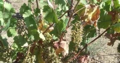 Δήμος Νεμέας: Υποβολή δηλώσεων ζημιάς από τον Καύσωνα