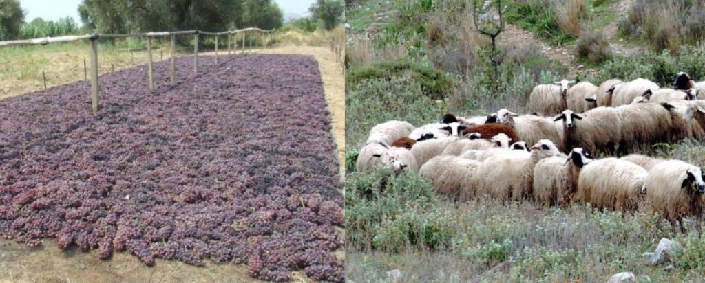 Καμία ανοχή στον εμπαιγμό της αγροτιάς, Τα χαμένα κεκτημένα δίκαια