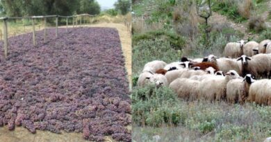Καμία ανοχή στον εμπαιγμό της αγροτιάς, Τα χαμένα κεκτημένα δίκαια
