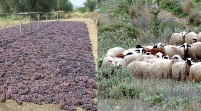 Καμία ανοχή στον εμπαιγμό της αγροτιάς, Τα χαμένα κεκτημένα δίκαια