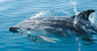 Μαγευτικό θέαμα με δελφίνια στον Κορινθιακό Κόλπο