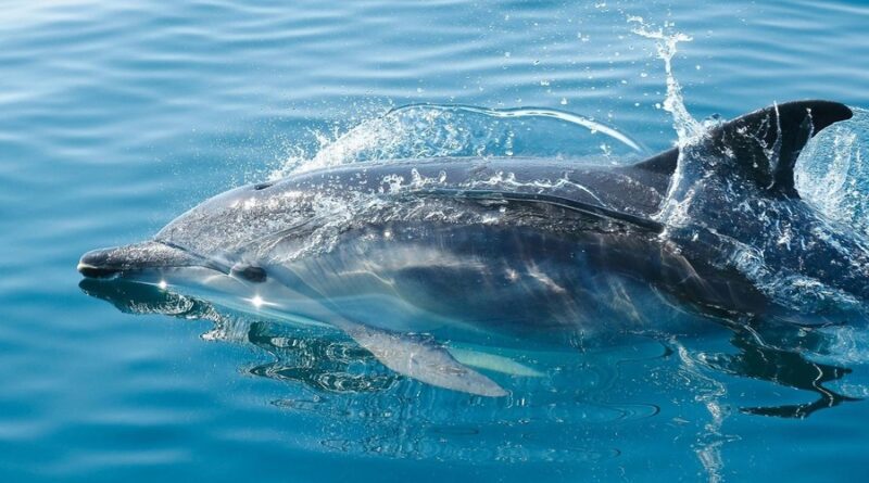 Μαγευτικό θέαμα με δελφίνια στον Κορινθιακό Κόλπο