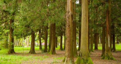 Μπλεγμένη η Κυβέρνηση Μητσοτάκη και το ΤΑΙΠΕΔ σε σκάνδαλα δασοπροστασίας ανάλογα του ΟΠΕΚΕΠΕ