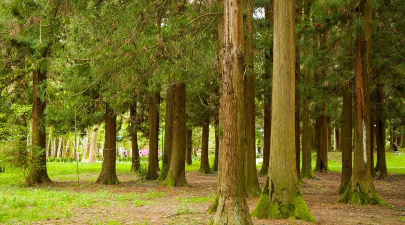 Μπλεγμένη η Κυβέρνηση Μητσοτάκη και το ΤΑΙΠΕΔ σε σκάνδαλα δασοπροστασίας ανάλογα του ΟΠΕΚΕΠΕ