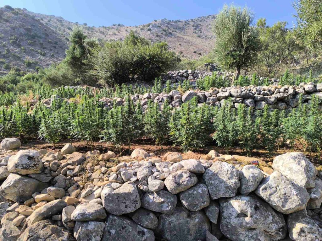 Φυτεία 2.257 δενδρυλλίων κάνναβης εντοπίσθηκε στη Λακωνία