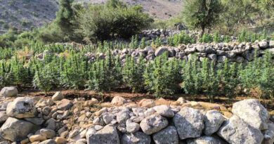 Φυτεία 2.257 δενδρυλλίων κάνναβης εντοπίσθηκε στη Λακωνία