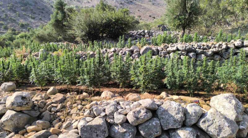Φυτεία 2.257 δενδρυλλίων κάνναβης εντοπίσθηκε στη Λακωνία