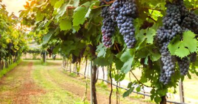 Κορινθία: Έναρξη Υποβολής Αιτήσεων για την χορήγηση Νέων Αδειών Φύτευσης οινάμπελων 2026