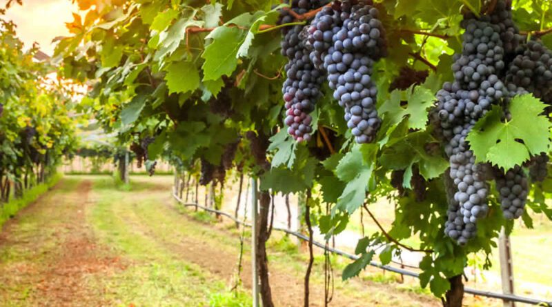 Κορινθία: Έναρξη Υποβολής Αιτήσεων για την χορήγηση Νέων Αδειών Φύτευσης οινάμπελων 2026