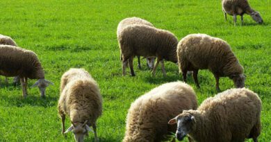 Στο ανώτατο επίπεδο η αποζημίωση για ζωοτροφές στους κτηνοτρόφους της Κορινθίας