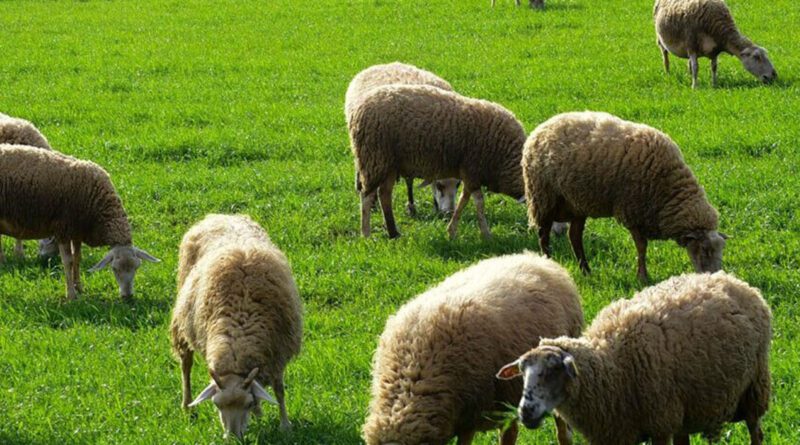 Στο ανώτατο επίπεδο η αποζημίωση για ζωοτροφές στους κτηνοτρόφους της Κορινθίας