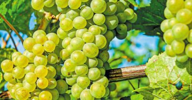 Ικανοποίηση στη Νεμέα για τα επιτραπέζια σταφύλια και την τιμή τους