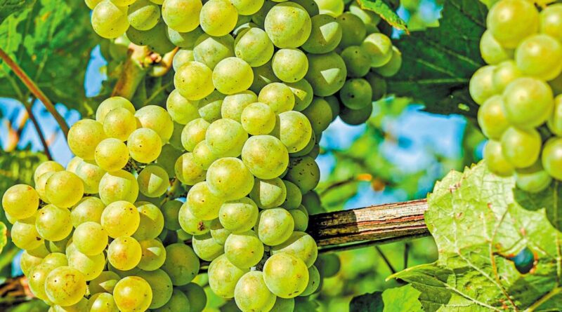 Ικανοποίηση στη Νεμέα για τα επιτραπέζια σταφύλια και την τιμή τους