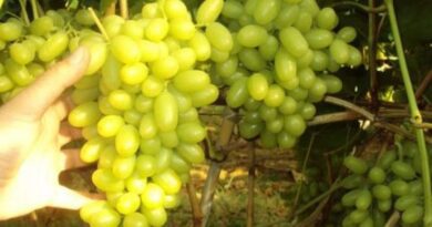 Κορινθία: Συνελήφθη 33χρονος για κλοπή σταφυλιών