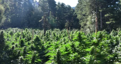 Κορινθία: Εντοπίσθηκε φυτεία 2.012 δενδρυλλίων κάνναβης